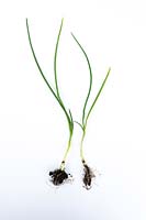 Young onion plants