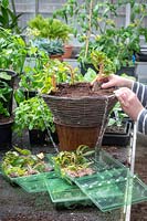 Planting up a hanging basket using mail order begonia plug plants