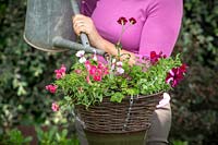 Planting up a hanging basket. Watering in.