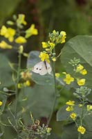 Large White Butterfly -  Pieris brassicae