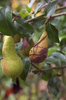 Cracked and split fruit on pear Pyrus communis 'Concorde'  AGM has allowed entry of fungal diseases