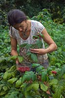 Gardener harvesting Rubus idaeus 'Autumn Bliss' - Raspberry 