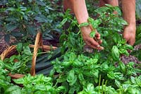 Woman gardener picking Basil - Ocimum basilicum 'Genovese' in August