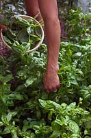 Picking Ocimum basilicum 'Genovese' - Basil 