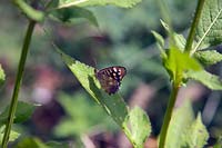 Pararge aegeria - Speckled Wood Butterfly - resting on Dipsacus inermis