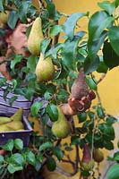Gardener picking Pyrus communis 'Concorde' - Pear - fruit, rotten fruit also removed 
