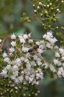 Eristalis tenax - Drone fly on flower of Ageratina ligustrina - privet-leaved ageratina 