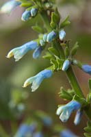 Salvia bullulata pale-blue-flowered