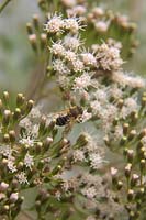 Eristalis tenax - Drone fly on flower of Ageratina ligustrina - privet-leaved ageratina
