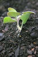 Salvia cuttings root in 2 weeeks. 