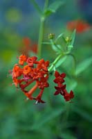 Bouvardia ternifolia- Firecracker bush