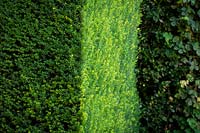 Taxus baccata - Yew hedge 