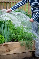 Covering carrots with enviromesh to protect them from carrot root fly