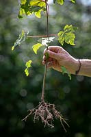 Showing an example of a woody tree weed. Acer platanoides - Field maple