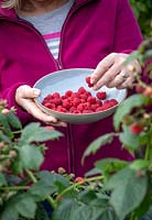 Harvesting autumn fruiting raspberries