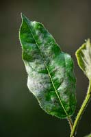 Powdery mildew fungal damage on the foliage of Viburnum tinus