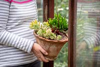 Bringing a pot of tender succulents into the greenhouse to overwinter