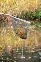 Removing leaves from a pond with a net.