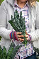 Harvesting Kale 'Cavolo Nero'