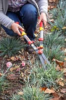 Cutting back Dianthus - Pinks - in late autumn using hand shears