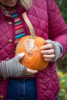 Checking for rot before storing vegetable over winter. Holding a pumpkin that has started to rot.