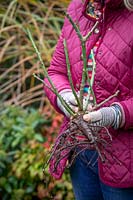 Planting bare root roses - Soaking roots in a bucket of water before planting.