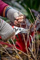 Pruning a gooseberry bush in winter. Cutting side shoots back to one to three buds. Ribes uva-crispa 'Jubilee'