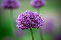 Allium 'Round 'n' Purple' syn. A. 'Round and Purple'