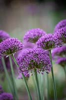 Allium stipitatum 'Violet Beauty' 