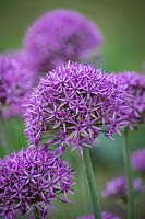 Allium stipitatum 'Violet Beauty' 