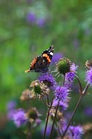 Succisa pratensis Devils Bit Scabious with Vanessa atalanta - red admiral butterfly