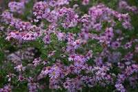 Aster 'Coombe Fishacre' AGM syn. Symphyotrichum