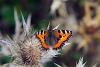 Aglais urticae - Small Tortoiseshell butterfly - with parasitic mite - basking on Eryngium 'Silver Ghost'