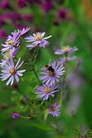 Symphyotrichum 'Little Carlow' syn Aster with Vernonia arkansana syn. V. crinata with Drone Fly - Hoverfly - Eristalis pertinax