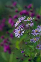 Symphyotrichum 'Little Carlow' syn Aster with Vernonia arkansana syn. V. crinata