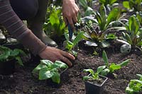 Planting salad crops in a polytunnel in October - lettuce Lactuca sativa 'Paris Island'. Woman gardener planting from pot grown plants