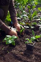Planting salad crops in a polytunnel in October - lettuce Lactuca sativa 'Paris Island' - Woman gardener planting from pot grown plants