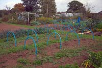 Using blue plastic water pipes as supports for protective netting - Starcross Allotments, Devon