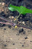 Ipomoea indica AGM roots at nodes touching the ground making propagation easy