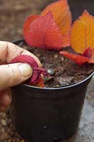 Rooting powder on a cutting of Solenostemon - Coleus for overwintering