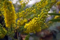 Mahonia x media 'Buckland' AGM with pollinating honey bee Apis mellifera 