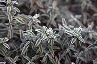 Cistus x skanbergii folaige with hoar frost