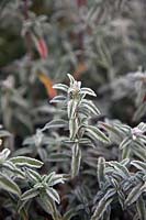 Cistus x skanbergii - Dwarf pink rockrose - foliage with hoar frost. 