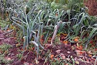 Allium porrum Leeks are winter hardy - here with frost in November nearest camera variety  'Bleu de Solaise'