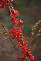 Tamus communis - Black Bryony fruits, with seedheads of Solidago 'Fireworks' on a frosty November morning. 