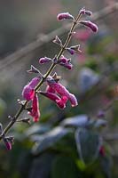 Salvia curviflora - late flowers with hoar frost