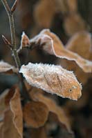 Fagus sylvatica  - Beech with hoar frost in winter. 