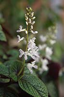 Plectranthus ambiguus 'Nico' flowering in early January in a frost free conservatory. 
