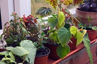 Young Begonia, Streptocarpus and Aeonium - tender plants overwintering on a frost free conservatory window during January. 