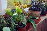 Young Begonia, Streptocarpus and Aeonium - tender plants overwintering on a frost free conservatory window during January. 